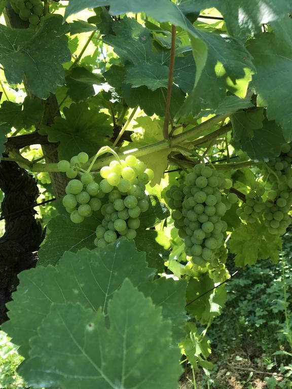 Wine&Nature&Tour Zgornji Leskovec Extérieur photo